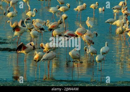 Flamants roses dans le lac Nakuru du Kenya Banque D'Images