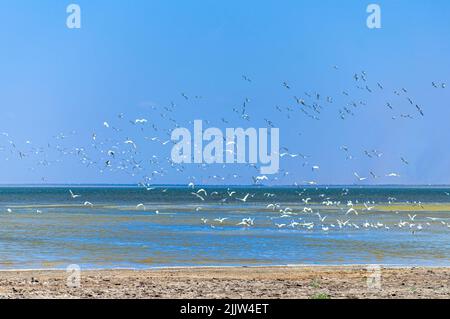 Lagons de Tuzly Amazonia avec beaucoup d'oiseaux dans le Parc naturel national de Tuzly lagons, Ukraine Banque D'Images