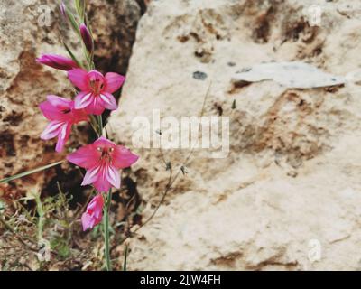 Un gros plan de fleurs de gladiola sauvage (Gladiolus illyricus) qui poussent dans un jardin Banque D'Images