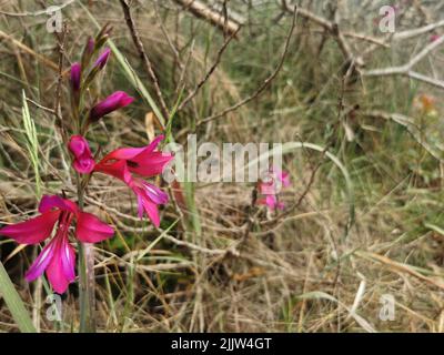 Un gros plan de fleurs de gladiola sauvage (Gladiolus illyricus) qui poussent dans un jardin Banque D'Images