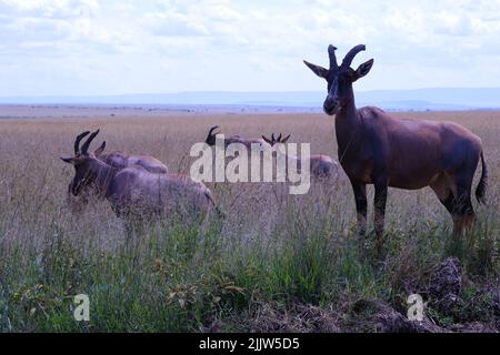 Topi Herd İn Masai Mara Game Reserve du Kenya Banque D'Images