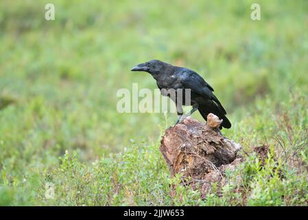 Corbeau commun (Corvus corax) photographié dans la forêt de la taïga en Finlande. Banque D'Images