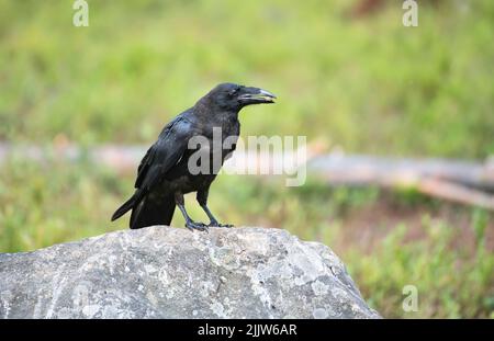 Corbeau commun (Corvus corax) photographié dans la forêt de la taïga en Finlande. Banque D'Images