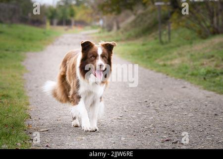 Une belle photo d'un chien Border Collie brun et blanc marchant vers l'appareil photo sur un sentier dans le parc Banque D'Images