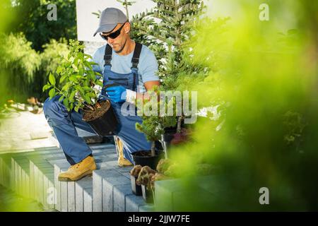 Jardinier caucasien professionnel dans ses 40s usines de sélection pour son projet de jardin. Thème du jardinage et de l'aménagement paysager. Banque D'Images