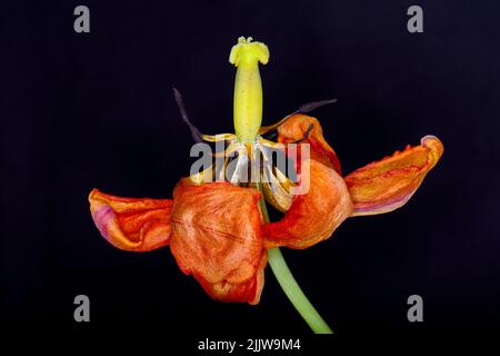 Fleur de tulipe séchée sur fond noir. Fleurs flétrissent. Banque D'Images