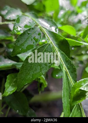 les feuilles de curry vert frais utilisées comme ingrédient alimentaire mouillées avec des gouttes d'eau sont agrandies pour un gros plan dans le potager Banque D'Images