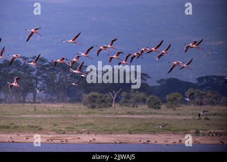 Flamants roses dans le parc national du lac Nakuru au Kenya Banque D'Images