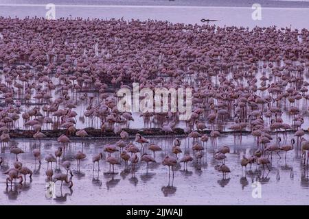 Flamants roses dans le parc national du lac Nakuru au Kenya Banque D'Images