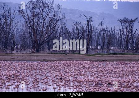 Flamants roses dans le parc national du lac Nakuru au Kenya Banque D'Images