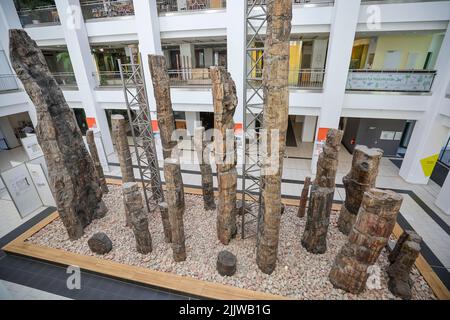 Chemnitz, Allemagne. 28th juillet 2022. La Forêt pétrifiée de Chemnitz se trouve dans le musée d'histoire naturelle de la ville. Une espèce de 291 millions d'années nouvellement découverte est un amphibien de crâne de toit avec des pattes arrière et une grande plaque de crâne. Les caractéristiques anatomiques de l'amphibien insectivore diffèrent de toutes les formes comparables connues à ce jour. Le fossile a été découvert lors des fouilles de Chemnitz entre 2008 et 2011. La Forêt pétrifiée de Chemnitz est un site fossile paléobotanique important. Crédit : Jan Woitas/dpa/ZB/dpa/Alay Live News Banque D'Images