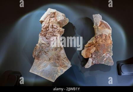 Chemnitz, Allemagne. 28th juillet 2022. La découverte originale d'un amphibien de 291 millions d'années de la Forêt pétrifiée de Chemnitz est exposée au Musée d'Histoire naturelle de la ville. L'espèce nouvellement découverte est un crâne de toit amphibien avec des pattes arrière et une grande plaque de crâne. Les caractéristiques anatomiques de l'amphibien insectivore diffèrent de toutes les formes comparables connues à ce jour. Le fossile a été découvert lors des fouilles de Chemnitz entre 2008 et 2011. La Forêt pétrifiée de Chemnitz est un site fossile paléobotanique important. Crédit : Jan Woitas/dpa/ZB/dpa/Alay Live News Banque D'Images