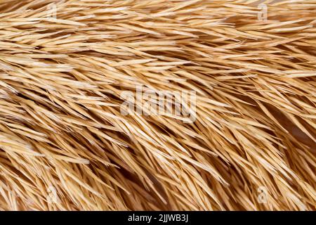 Macro Photographie de la paille sèche naturelle. Arrière-plan de texture à rayures horizontales abstraites. . Photo de haute qualité Banque D'Images