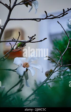 Cliché sélectif d'une plante de magnolia blanche Banque D'Images