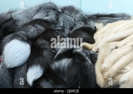 Peaux d'animaux finies. Vison, peaux de renard arctique provenant d'animaux. Ferme de visons. Fourrure, cher Banque D'Images