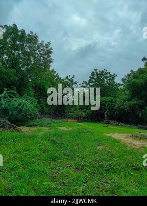 Magnifique photo d'un arbre végétal et de nuages dans la forêt du village indien Banque D'Images