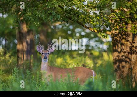 Le cerf de buck dans le nord du Wisconsin. Banque D'Images