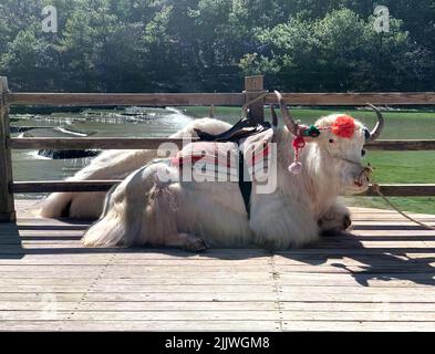 Un yak domestique blanc qui se trouve sur le pont du lac dans la province du Yunnan, en Chine Banque D'Images