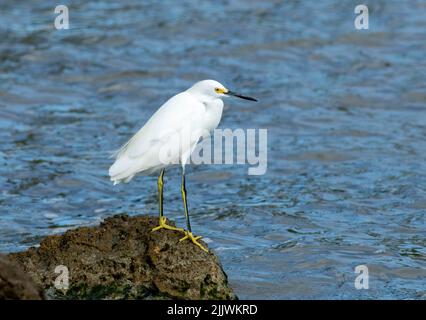 Un aigrette enneigé chasse le rivage de l'océan pour les petits appâts à Key West Banque D'Images