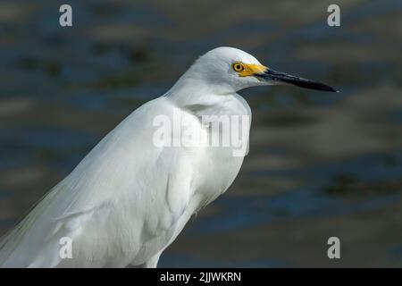 Un aigrette enneigé chasse le rivage de l'océan pour les petits appâts à Key West Banque D'Images