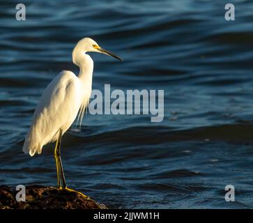 Un aigrette enneigé chasse le rivage de l'océan pour les petits appâts à Key West Banque D'Images