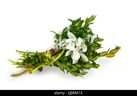 Magnifique bouquet de gouttes de neige sur fond blanc Banque D'Images