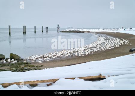 Winter Beach et SnowOies Steveston BC. Un troupeau d'Oies des neiges sur la rive du fleuve Fraser, à Richmond, en Colombie-Britannique. Banque D'Images