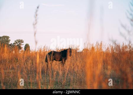 Un cliché sélectif d'un cheval brun debout au milieu du champ de blé. Fond ciel blanc clair. Banque D'Images