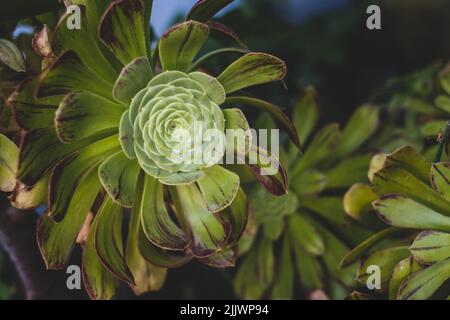 Succulents dans le jardin. Velour d'Aeonium Banque D'Images