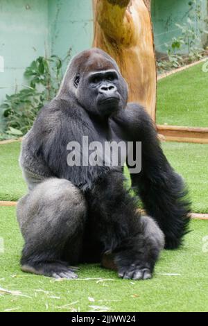 Gros plan de gorille noire se trouve sur une pelouse verte dans le Parc zoologique Saint Martin la Plaine, France, par beau temps Banque D'Images