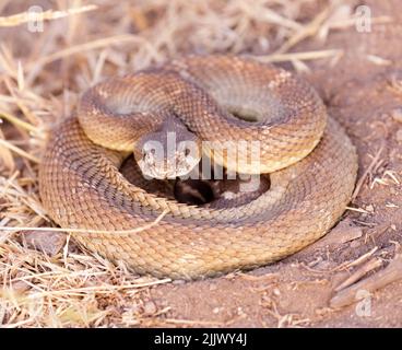 Le jeune serpent à sonnette du Pacifique Nord en spirale est en position défensive. Réserve régionale de Mission Peak, comté d'Alameda, Californie, États-Unis. Banque D'Images