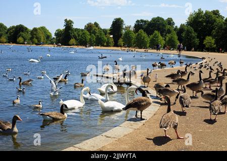 Le lac Serpentine de Londres est un refuge pour de nombreux types d'oiseaux aquatiques, y compris les cygnes, les oies, les canards et les Coots. Situé dans le centre de Londres il est Banque D'Images