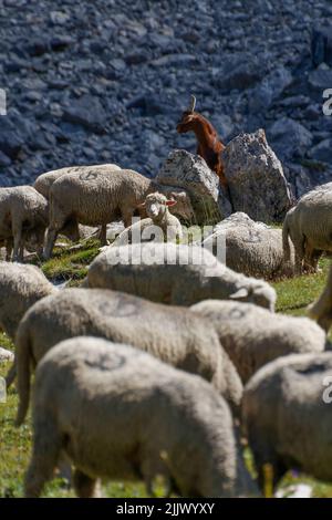 Un cliché vertical d'une chèvre brune et d'un troupeau au Col du Galibier, en France, par une journée ensoleillée Banque D'Images