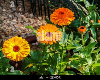 Champ de gerbera parfait dans la belle pleine fleur à Holambra, Brésil Banque D'Images