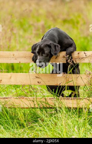 Chiot Labrador noir Banque D'Images