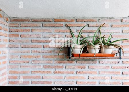 Plantes fraîches de vera d'aloès dans des pots en céramique similaires placés sur une étagère accrochée sur le mur de brique sur la terrasse de la maison à la lumière du jour Banque D'Images