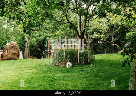 Adorable lapin blanc moelleux paître sur une pelouse verte herbacée dans l'arrière-cour de la maison rurale avec des fleurs en croissance et une pile de foin dans la campagne Banque D'Images