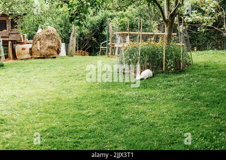 Adorable lapin blanc moelleux paître sur une pelouse verte herbacée dans l'arrière-cour de la maison rurale avec des fleurs en croissance et une pile de foin dans la campagne Banque D'Images