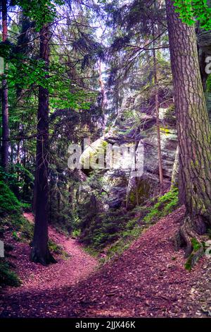 Parcourez une vieille forêt avec de grands épinettes à côté d'un gigantesque rocher en grès dans les Monts des géants (Krkonoše) en République tchèque Banque D'Images