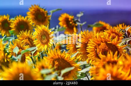 Champ avec des tournesols fleuris, foyer sélectif sur la fleur du milieu Banque D'Images