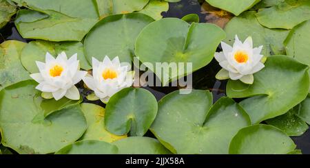 Trois nénuphars blancs avec des centres orange dans une rangée dans un patch de nénuphars sauvages Banque D'Images