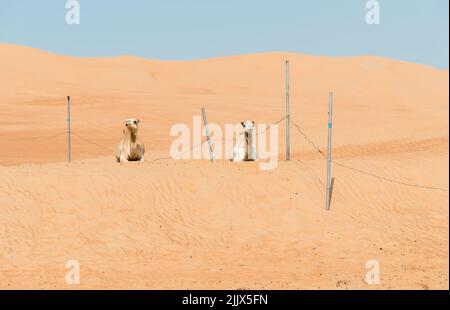 Deux chameaux se reposant sur le sable dans les sables de Wahiba dans le désert d'Oman. Banque D'Images