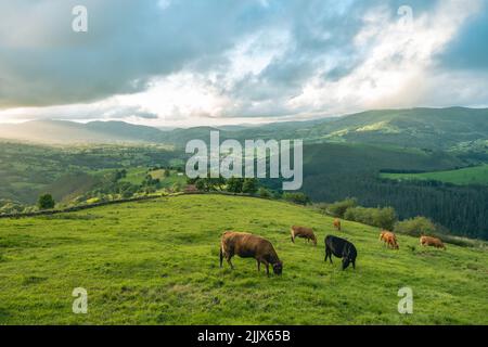 Troupeau de vaches pasteurs sur un terrain vert herbacé entouré de collines avec des arbres dans la campagne le jour d'été contre ciel nuageux Banque D'Images