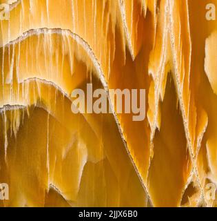 Motifs dans une bande de coupe et polie de fond en bois fossilisé Banque D'Images