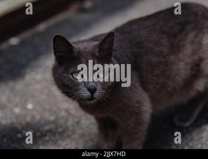 Foyer doux à angle élevé de chat errant avec la fourrure grise regardant loin en se tenant sur le chemin d'asphalte sur la rue de ville Banque D'Images