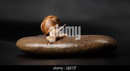 escargot de raisin assis sur une pierre sur un fond sombre. Banque D'Images