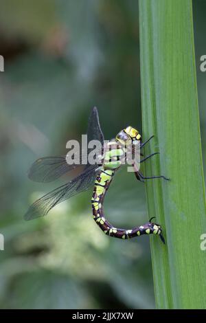 Blue (Southern) Hawker (Aeshna cyanoa) Dragonfly ponte d'oeufs Norwich GB UK juillet 2022 Banque D'Images