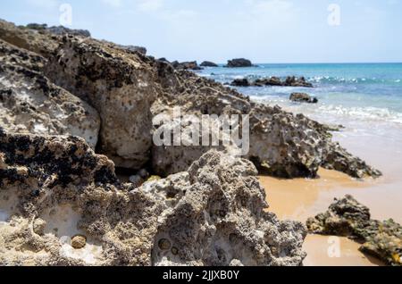 Vila do Bispo, Portugal. 17th juillet 2022. Rochers avec coquillages à la plage 'Praia da Ingrina' dans l'Algarve. Crédit : Viola Lopes/dpa/Alamy Live News Banque D'Images