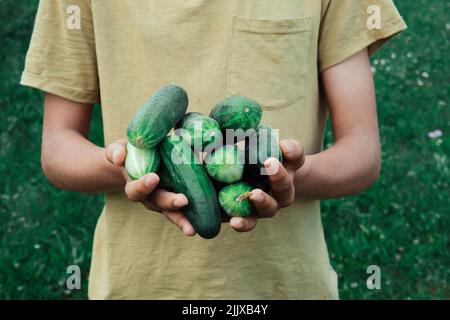 Mains tenant des concombres fraîchement cueillis. Adolescent moissonnant des concombres dans un potager sur une ferme Banque D'Images