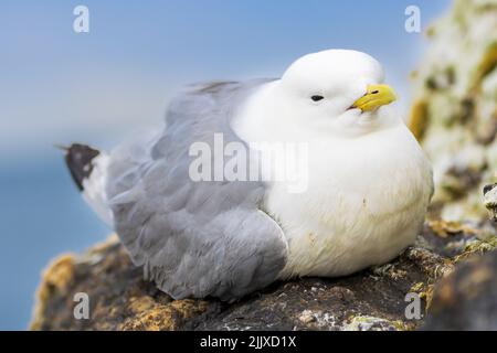 Kittiwake à pattes noires assis sur une falaise rocheuse Banque D'Images